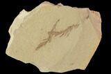 Metasequoia (Dawn Redwood) Fossils - Montana #102309-1